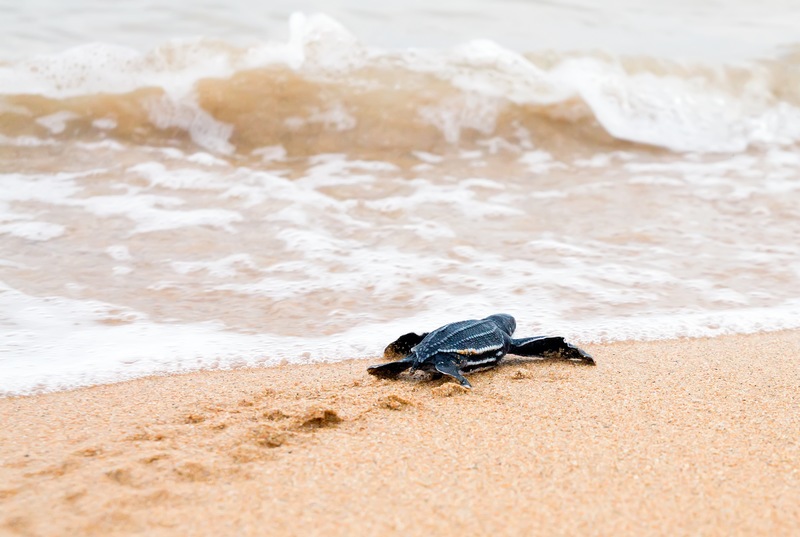 5 Fun Facts About Sea Turtle Season in the Sunshine State