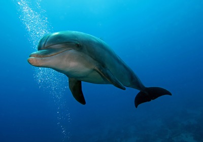 See Dolphins in Daytona Beach